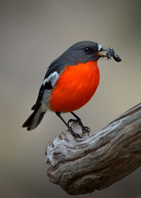 Attirer les oiseaux au jardin avec des arbres | Blog Oleomac