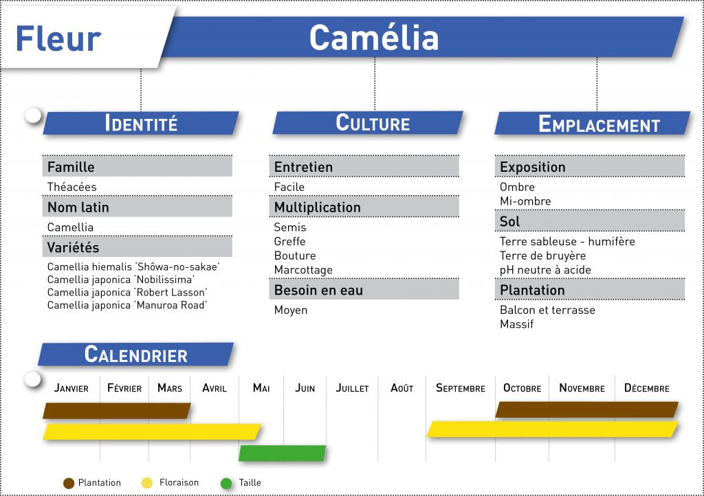 camelia